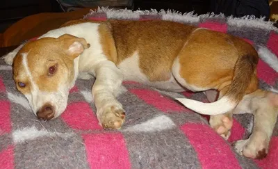 Cachorro ra a SRD idade 2 a 6 meses nome ZARA