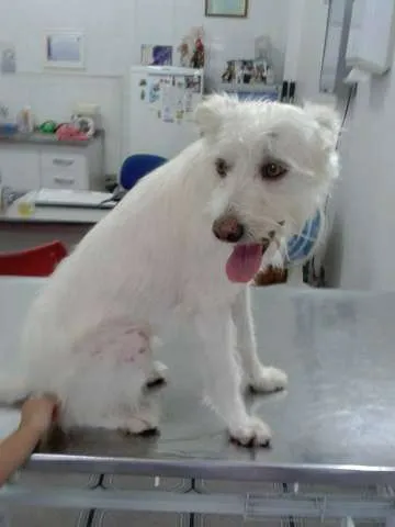 Cachorro raça SRD idade 5 anos nome Branca