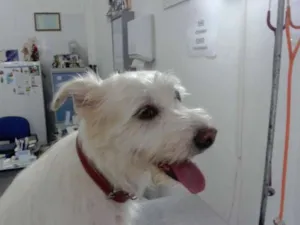 Cachorro raça SRD idade 5 anos nome Branca