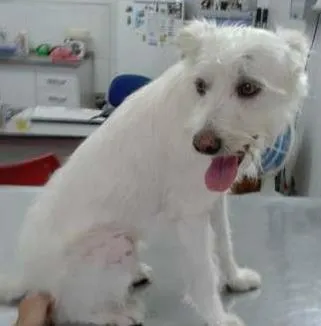 Cachorro raça SRD idade 5 anos nome Branca