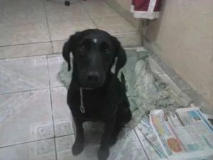 Cachorro raça Indefinida idade 7 a 11 meses nome Pretinha