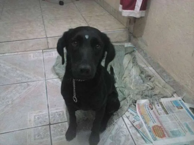 Cachorro ra a Indefinida idade 7 a 11 meses nome Pretinha