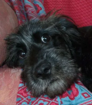 Cachorro raça indefinida idade 7 a 11 meses nome Negão