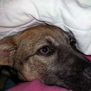 Cachorro raça vira lata idade 7 a 11 meses nome mel