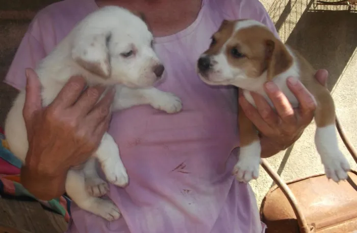 Cachorro ra a SRd idade  nome Lindas