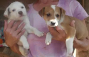 Cachorro raça SRd idade  nome Lindas