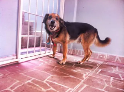 Cachorro raça Vira Lata idade 6 ou mais anos nome Desconhecido