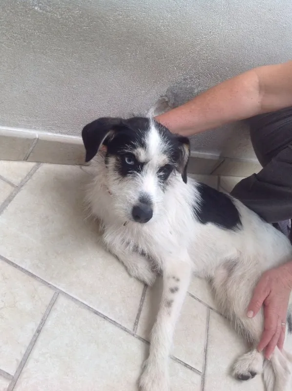Cachorro ra a Vira lata idade 7 a 11 meses nome ?