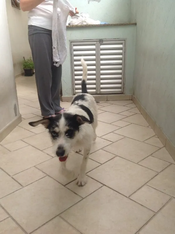 Cachorro ra a Vira lata idade 7 a 11 meses nome ?