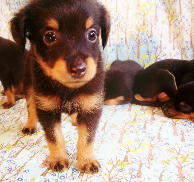 Cachorro ra a SRD idade  nome Lindos Filhotes