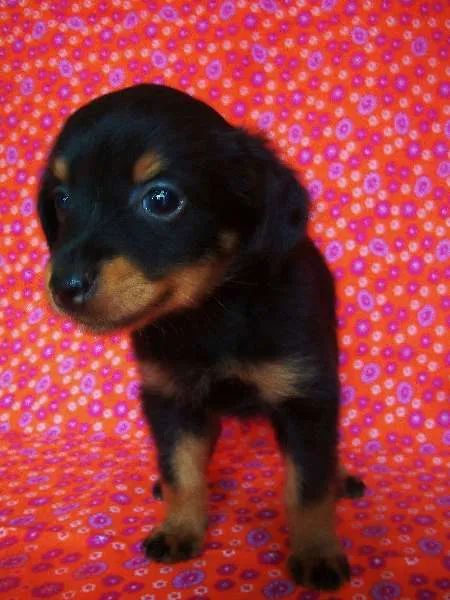 Cachorro ra a SRD idade  nome Lindos Filhotes