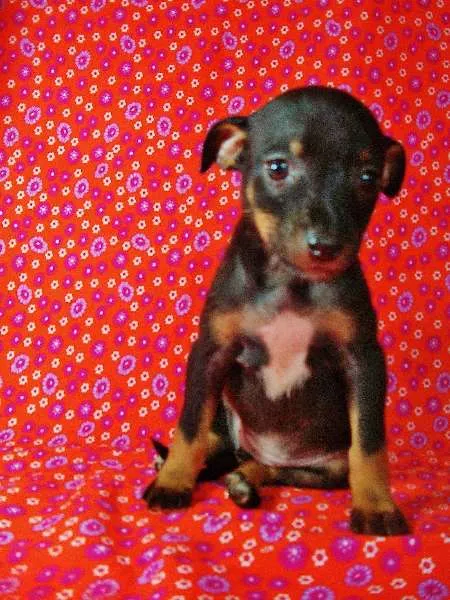 Cachorro ra a SRD idade  nome Lindos Filhotes