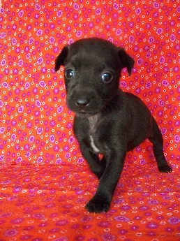 Cachorro ra a SRD idade  nome Lindos Filhotes
