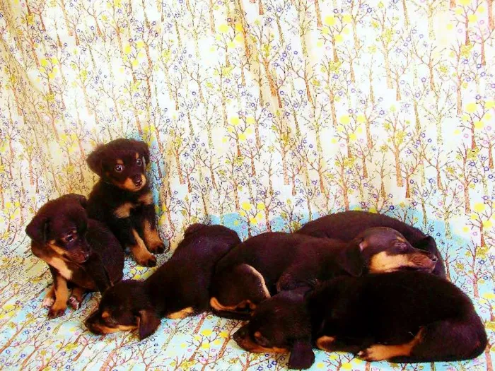 Cachorro ra a SRD idade  nome Lindos Filhotes