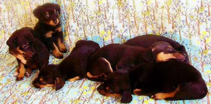 Cachorro ra a SRD idade  nome Lindos Filhotes