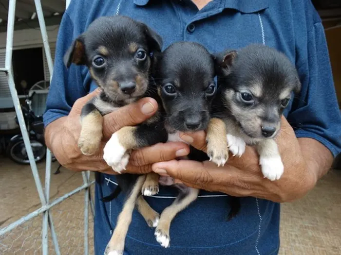 Cachorro ra a SRD idade  nome Filhotinhos