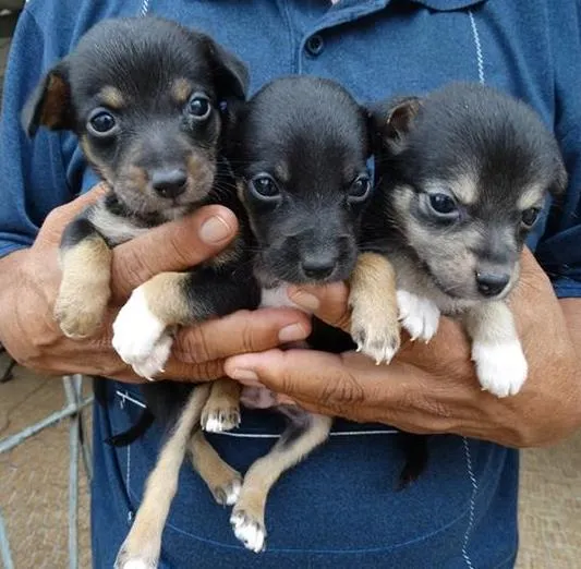 Cachorro ra a SRD idade  nome Filhotinhos