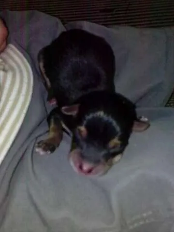 Cachorro raça Labrador idade Abaixo de 2 meses nome Malu,Coyo