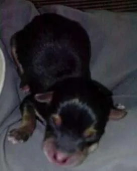 Cachorro raça Labrador idade Abaixo de 2 meses nome Malu,Coyo