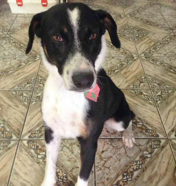 Cachorro ra a SRD idade 1 ano nome MADRUGA