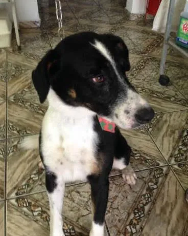 Cachorro ra a SRD idade 1 ano nome MADRUGA