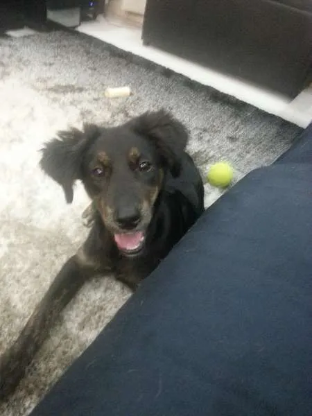 Cachorro ra a SRD idade 7 a 11 meses nome Vicky
