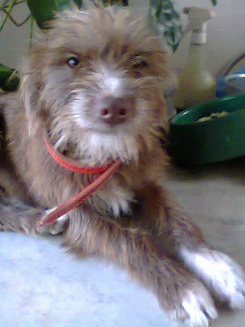 Cachorro raça Mista ( fox paulistinha e poodle) idade 7 a 11 meses nome Toy