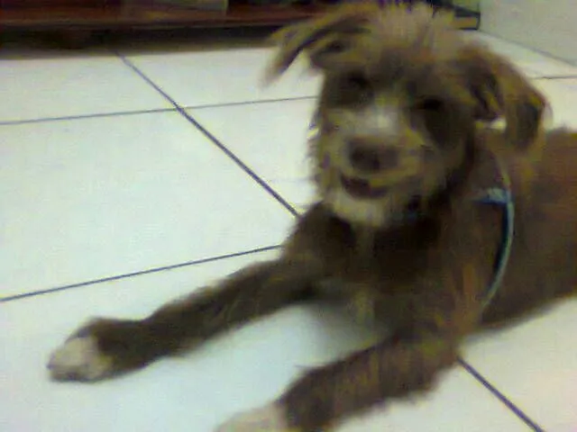 Cachorro raça Mista ( fox paulistinha e poodle) idade 7 a 11 meses nome Toy