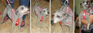 Cachorro raça poodle idade 4 anos nome sem nome