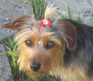 Cachorro raça Mestiça Yorkshire idade 1 ano nome Mel