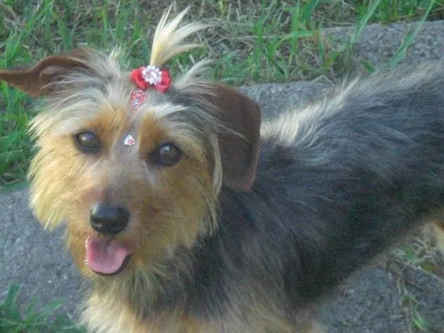 Cachorro ra a Mestiça Yorkshire idade 1 ano nome Mel
