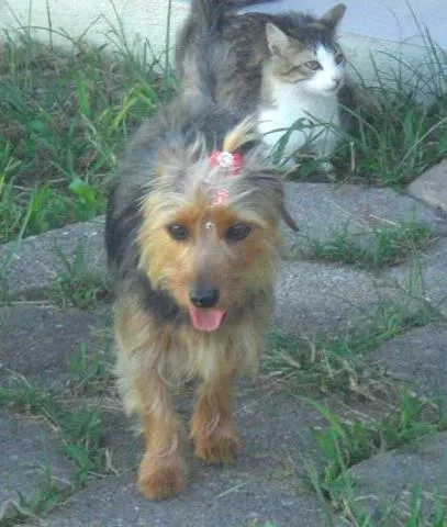 Cachorro ra a Mestiça Yorkshire idade 1 ano nome Mel