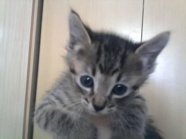Gato ra a SRD idade 2 a 6 meses nome Athos