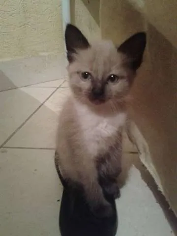 Gato ra a  idade Abaixo de 2 meses nome Sem nome