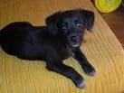 Cachorro raça indefinida idade 2 a 6 meses nome lili