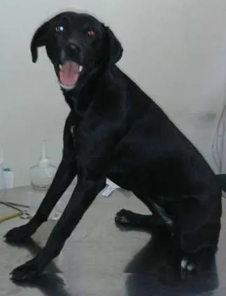Cachorro ra a SRD idade 7 a 11 meses nome Teteca