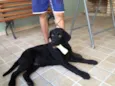 Romeu