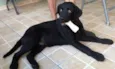 Romeu