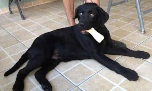 Cachorro raça Labrador idade 7 a 11 meses nome Romeu