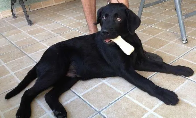 Cachorro ra a Labrador idade 7 a 11 meses nome Romeu