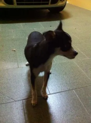 Cachorro raça indefinida idade 2 a 6 meses nome Kika