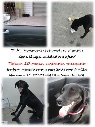 Cachorro ra a SRD idade 7 a 11 meses nome Teteca