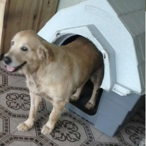 Cachorro ra a Golden Retriever idade 4 anos nome Antonia