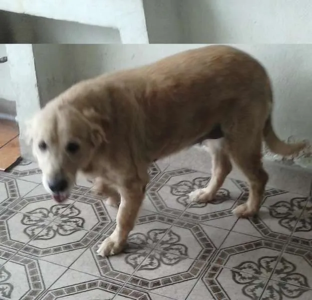 Cachorro ra a Golden Retriever idade 4 anos nome Antonia