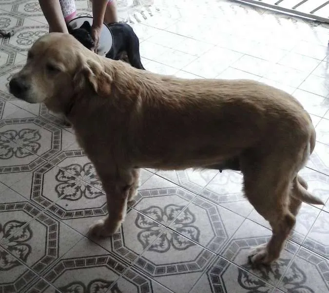 Cachorro ra a Golden Retriever idade 4 anos nome Antonia