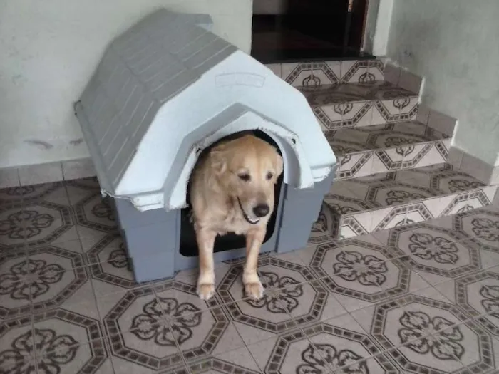 Cachorro ra a Golden Retriever idade 4 anos nome Antonia