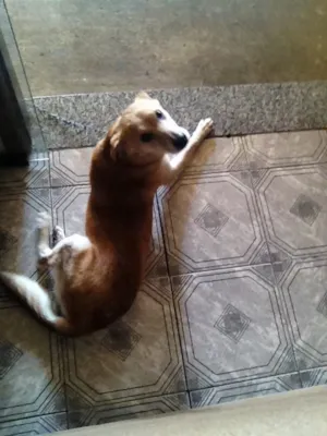 Cachorro raça SRD idade 5 anos nome Amarelao