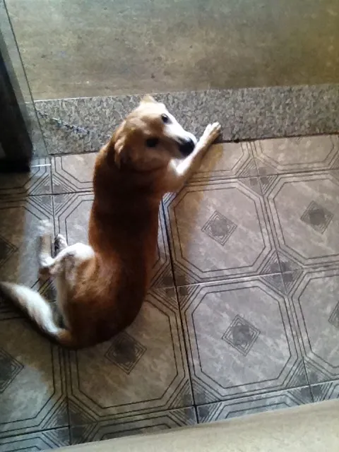 Cachorro ra a SRD idade 5 anos nome Amarelao