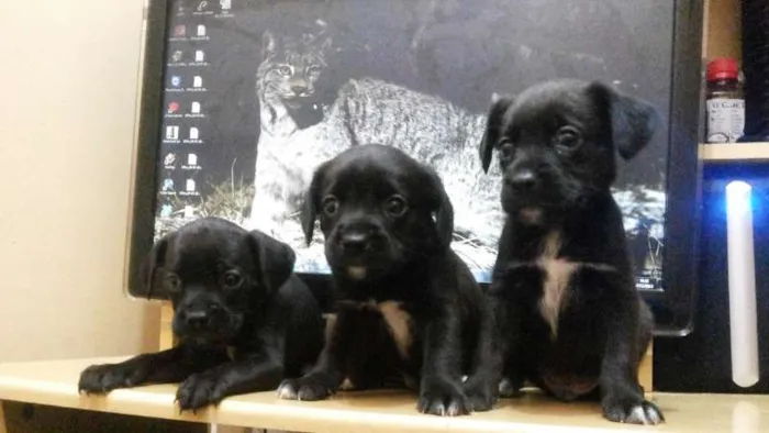 Cachorro ra a Boxer / Cocker idade 2 a 6 meses nome Filhotes