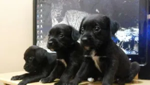Cachorro raça Boxer / Cocker idade 2 a 6 meses nome Filhotes